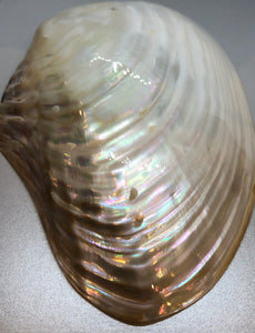 Large A-grade New Zealand Mother of Pearl Shell