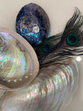 Paua Shells A Grade