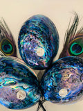 Paua Shells A Grade