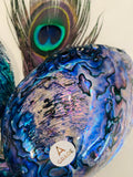 Paua Shells A Grade